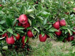 Motor Ehliyeti Fiyatı Isparta  . +90 246 223 31 57.