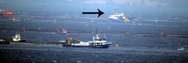 Gırgır teknesi balık çiftliğine daldı