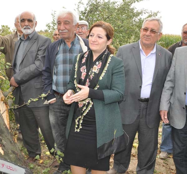 Elma üreticileri zorda ! Ağaçlar sökülüyor...
