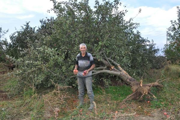 Elma üreticileri zorda ! Ağaçlar sökülüyor...