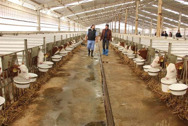 ODTÜ'lü mühendislerin sığır çiftliği Avrupa'da bir numara oldu