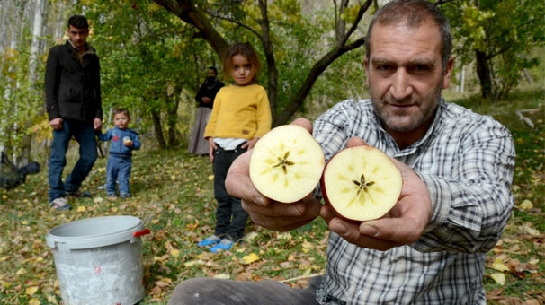 Kırmızı yıldız elması devletten destek bekliyor