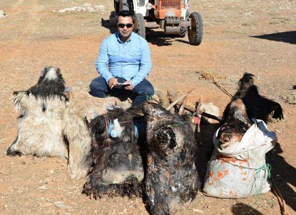 Söğle peyniri tam 2 ay kar dolu çukurda bekletiliyor