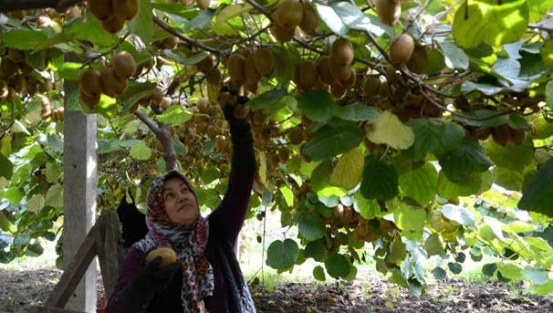 Dalındayken hepsi satıldı ! Yetişemiyorlar
