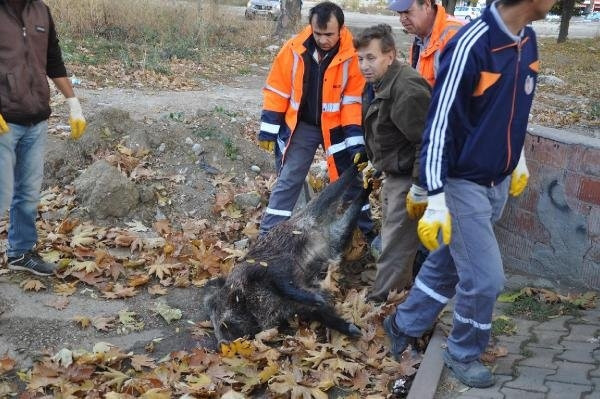 Anıt yakınına domuz bırakıldı