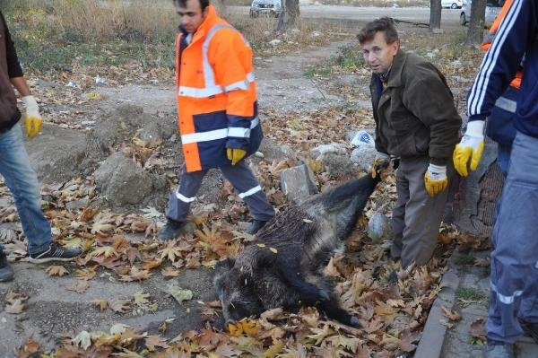 Anıt yakınına domuz bırakıldı