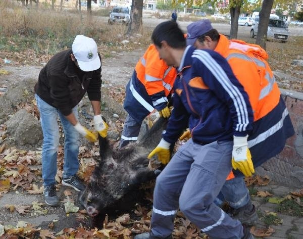 Anıt yakınına domuz bırakıldı
