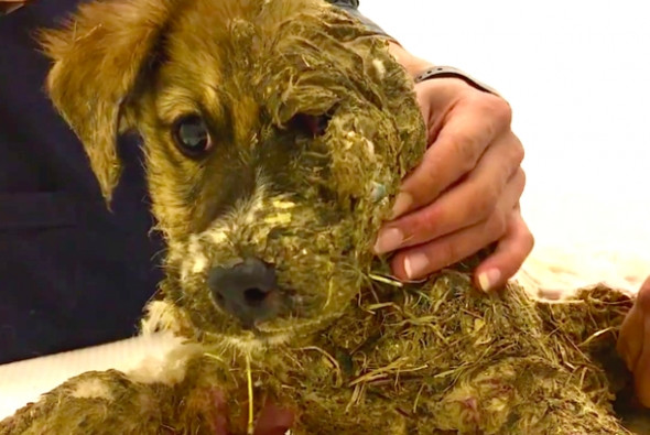 Köpeği tutkala bulayarak ölüme terk ettiler