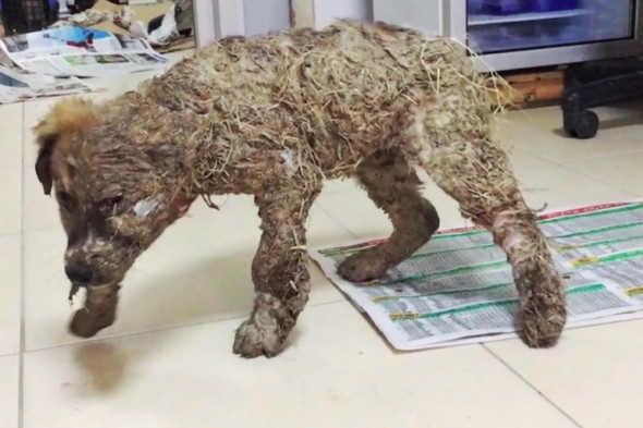 Köpeği tutkala bulayarak ölüme terk ettiler