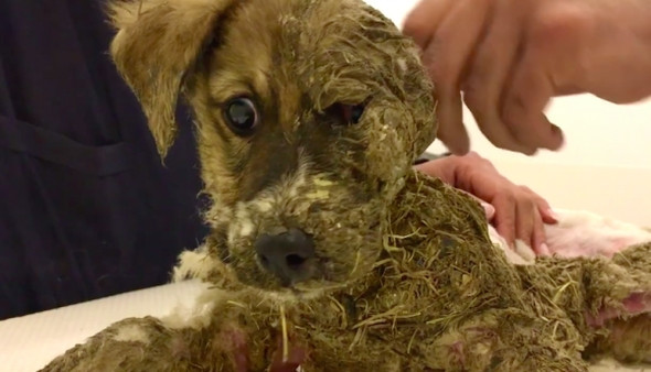 Köpeği tutkala bulayarak ölüme terk ettiler
