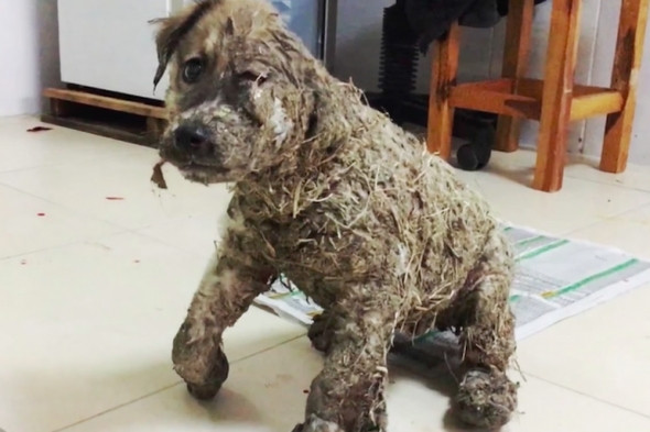Köpeği tutkala bulayarak ölüme terk ettiler
