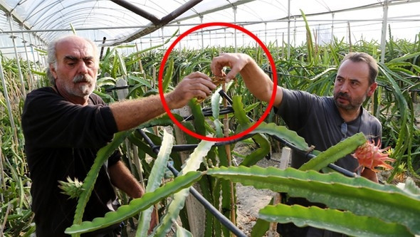 Memleketinde ekti şimdi taleplere yetişemiyor