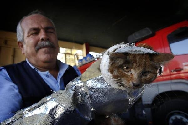 Tuvalet kapağına sıkışan kediyi itfaiye kurtardı