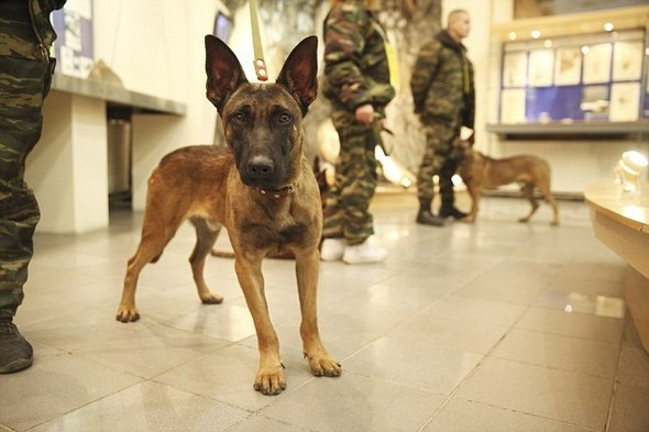 Putin'in ordusuna klonlanmış köpekler geliyor