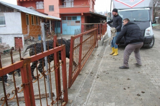 Boğa çılgına döndü 5 yaralı Haber3