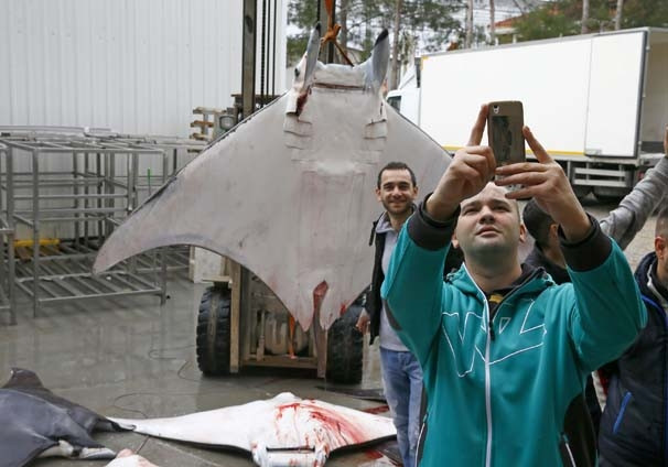 İzmir'de balıkçılara vatoz sürprizi