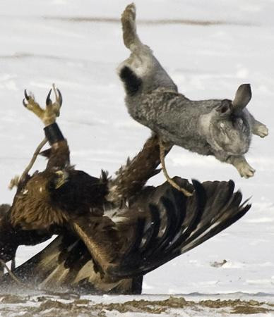 Kartal pençesi !
