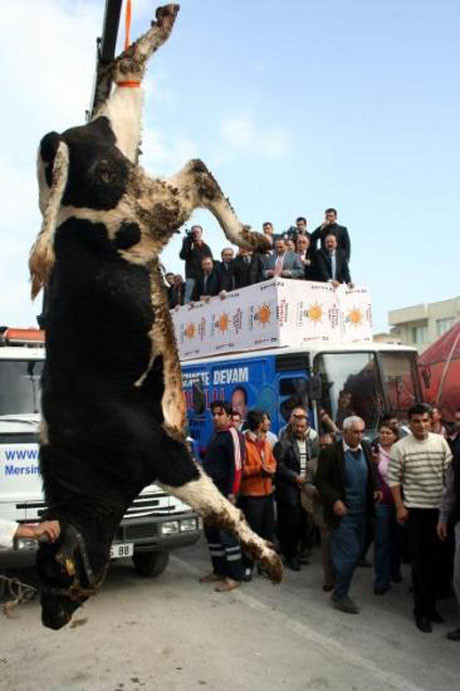 Yolu kapatıp boğa kestiler !