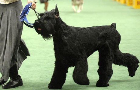New Yorkta köpek şovu !