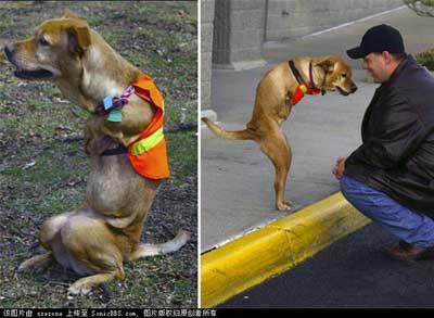 Bu köpek insan gibi yürüyor !