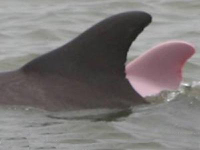 Pembe yunus balığı !