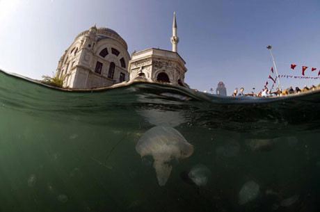 Bir balığın gözünden İstanbul !