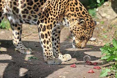 Leopar fareden korktu !