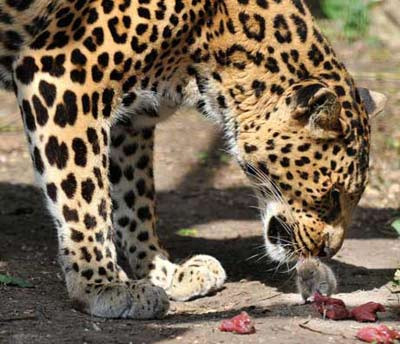 Leopar fareden korktu !