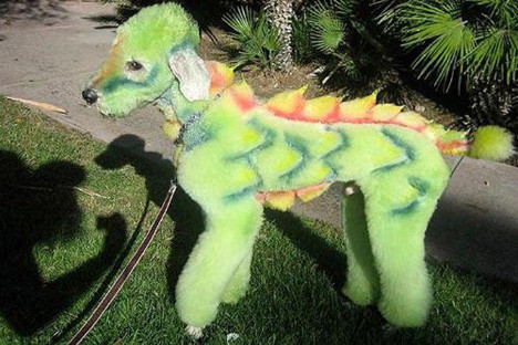 Köpekleri kılıktan kılığa sokuyor