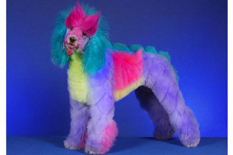 Köpekleri kılıktan kılığa sokuyor