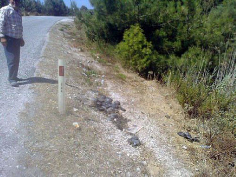 Kaplumbağaları diri diri yaktılar