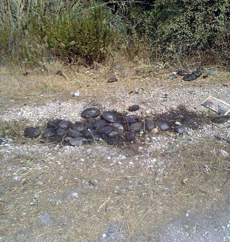 Kaplumbağaları diri diri yaktılar