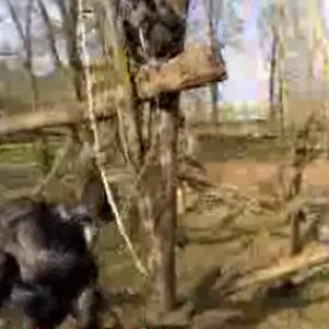 İHA düşüren şempanze