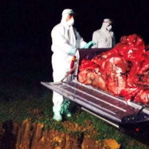Kuş gribi yine hortladı !