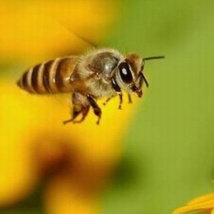 Arılar yok olursa insanlık biter mi ?