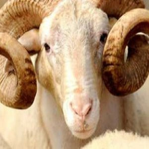 Kurban vekalet ücretleri belli oldu !
