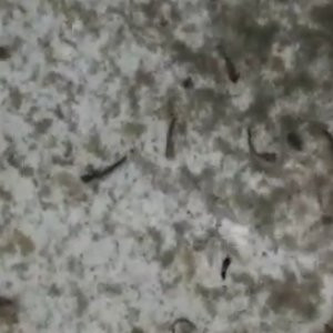 Musluktan çıkana inanamayacaksınız !