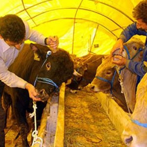''Kurban etlerinin %25’i çöpe gitti''