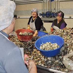 Uzak Doğu'nun salyangozu Sinop'tan