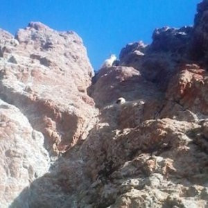 Saldırıya uğrayan koyunlar uçurumdan atladı !