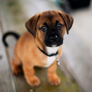 Köpeklerin kökeni nereye dayanıyor ?