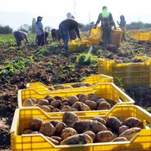 Patates fiyatı düştü, üretici isyanda !