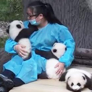 Panda bakıcısının maaşı herkesi şaşırtıyor