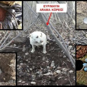 Bitlis'te Terör Örgütüne Darbe