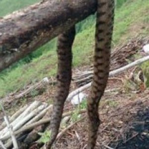 Rize'de bulunan dev yılan korkuttu