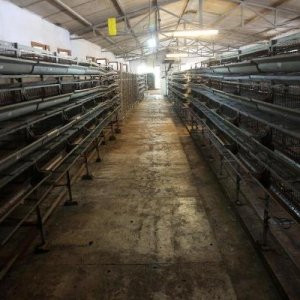 Ruslar bıldırcın almayacına iflas etmişti, mektupla umutlandı