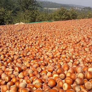 Fındık üreticilerini sevindiren haber