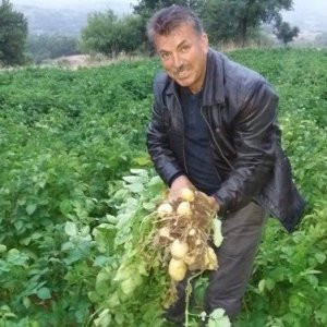Türkiye'de bir ilk ! Beyaz patates üretilecek