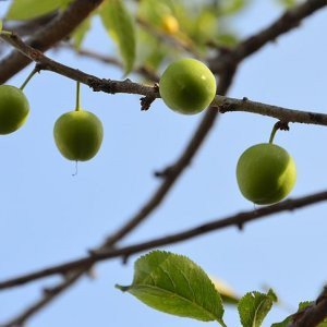 Sakarya'da erik ağaçları meyve verdi