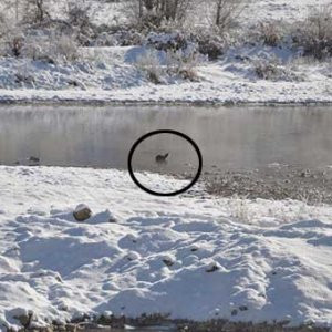 Tunceli'de su samuru görüntülendi !